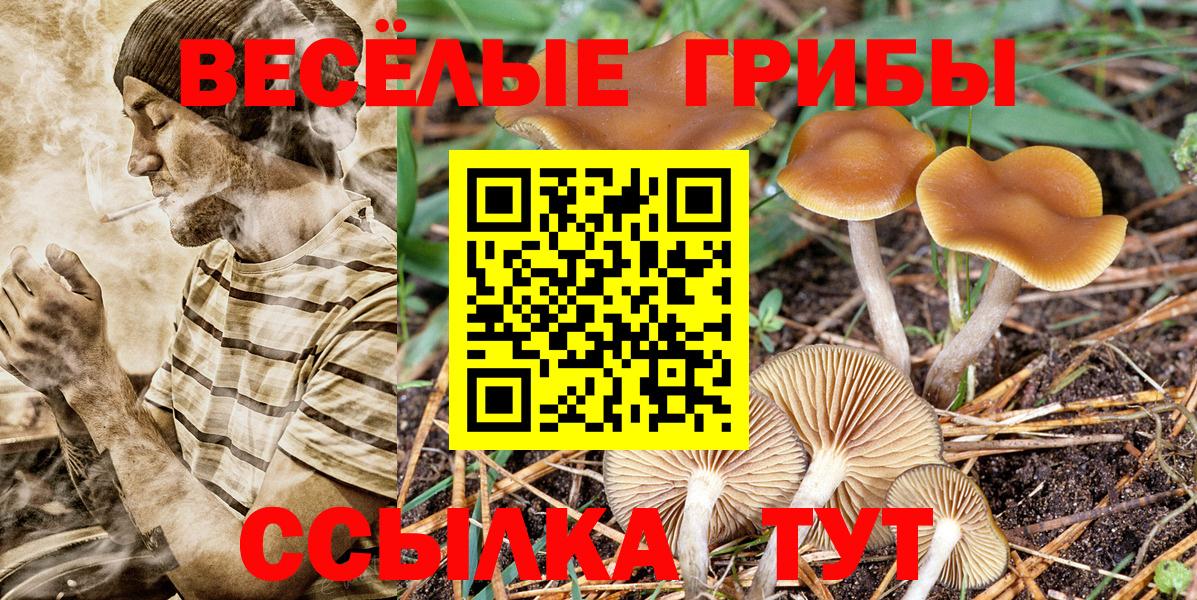 Галлюциногенные грибы GOLDEN TEACHER  Вход с VPN  Гагарин  Псилоцибиновые грибы прущие грибы 
